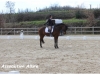 Concours de Dressage à la Poneyterie