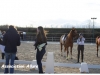 Concours de Dressage à la Poneyterie